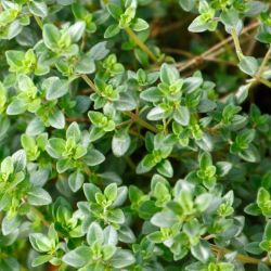 Close up of English Thyme plant