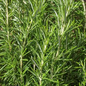 Barbeque Rosemary Plant