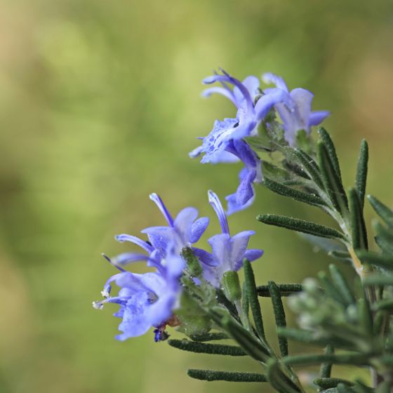 Tuscan Blue Rosemary Plant in bloom