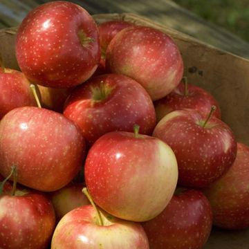 A pile of ripe apples.