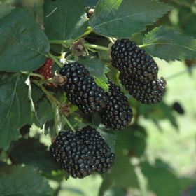 Blackberries growing on the plant.