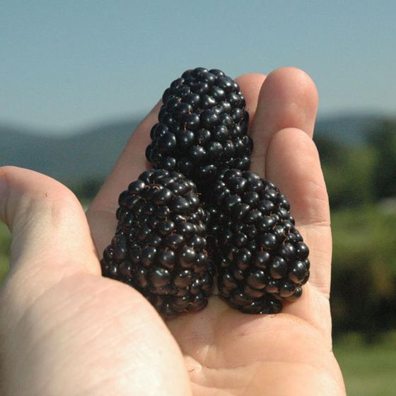 A hand holding three large blackberries.