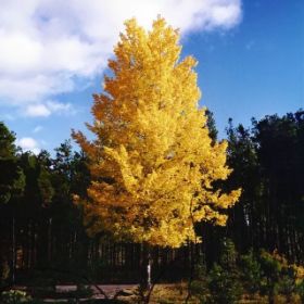 Fully grown aspen tree with golden fall leaves.