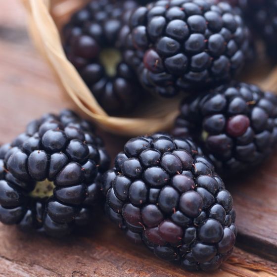 Close up of blackberry on a counter