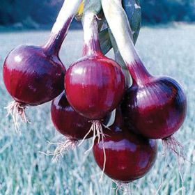 Fully grown red onions.