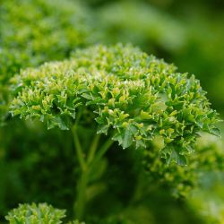 Close up of parsley.