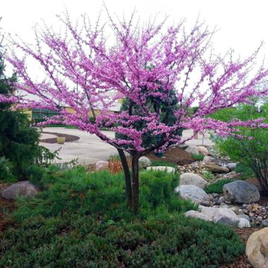 Redbud tree bloomed in a landscape setting.