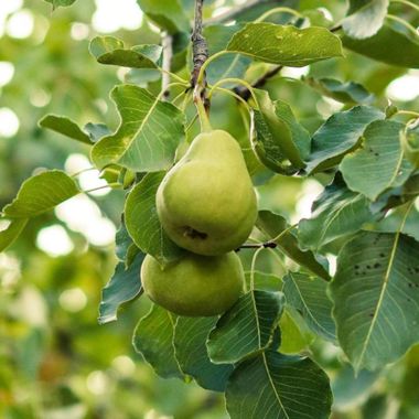Ripe pears on the tree.