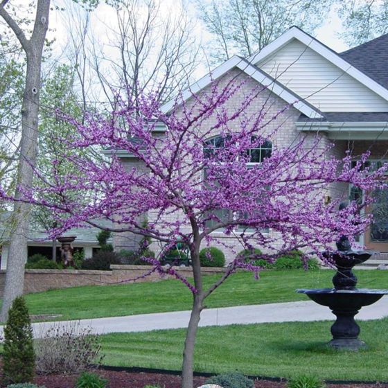 Redbud tree flowering in front of a house.