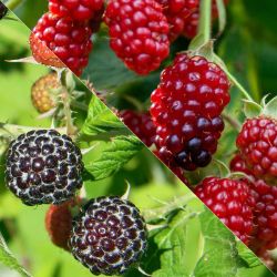 Collection of red and black raspberries.