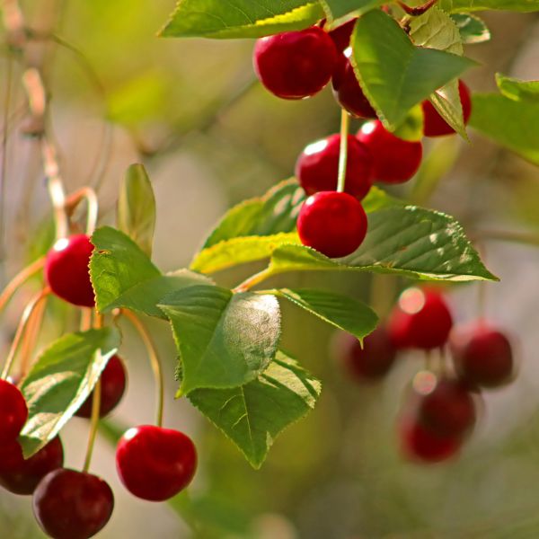 Red cherries on tree