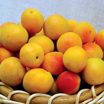 Basket of ripe apricots.