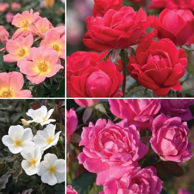 collection of 4 knockout roses