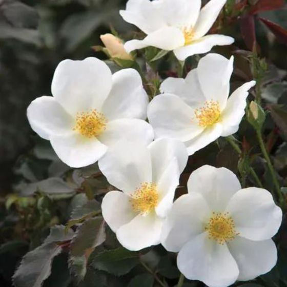 close up of white knock out rose