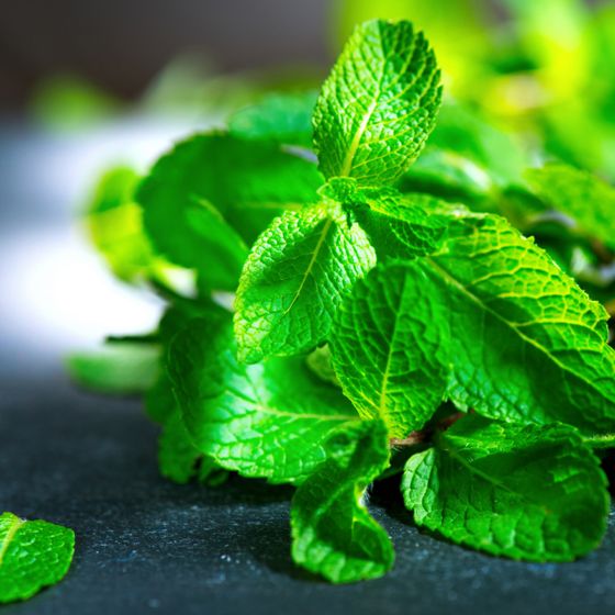 Close up of mojito mint leaves
