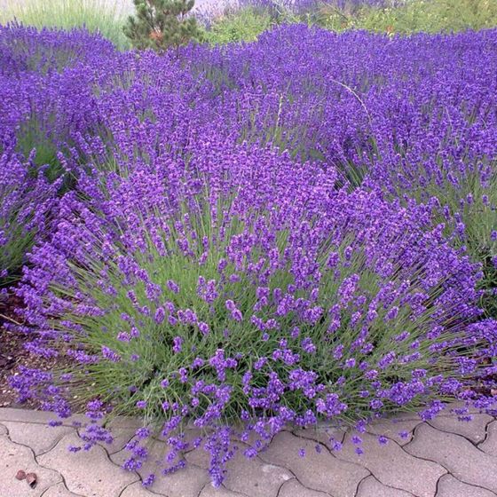 Lavender plant along sidewalk