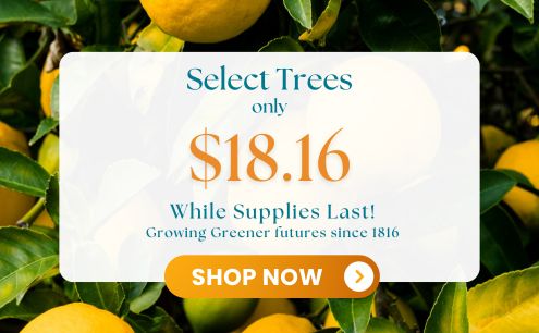$18.16 trees are back! For a limited time only.