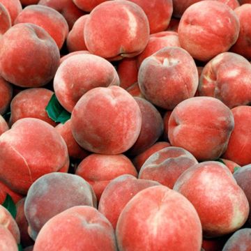 A pile of ripe peaches.
