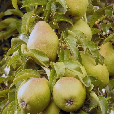 Ripe pear fruit on the tree.