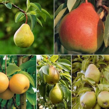 Collection of five fruit trees.