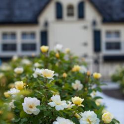 Rose bush in front of house