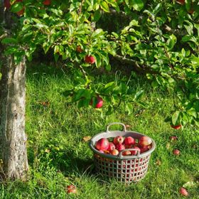 Mature apple tree with basket of apples.