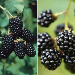 Collection of two blackberry plants.