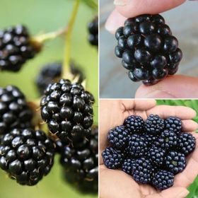 Collection of three blackberry plants.
