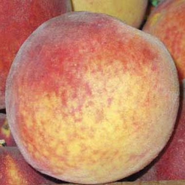 Photo of Canadian Harmony Peach Tree