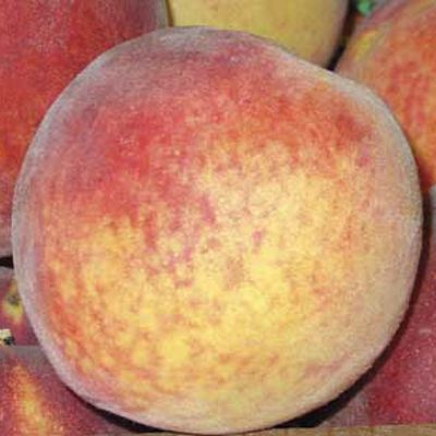 Photo of Canadian Harmony Peach Tree
