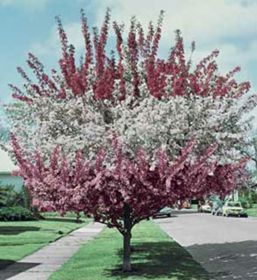 Photo of 3-N-1 Crabapple Tree Tree
