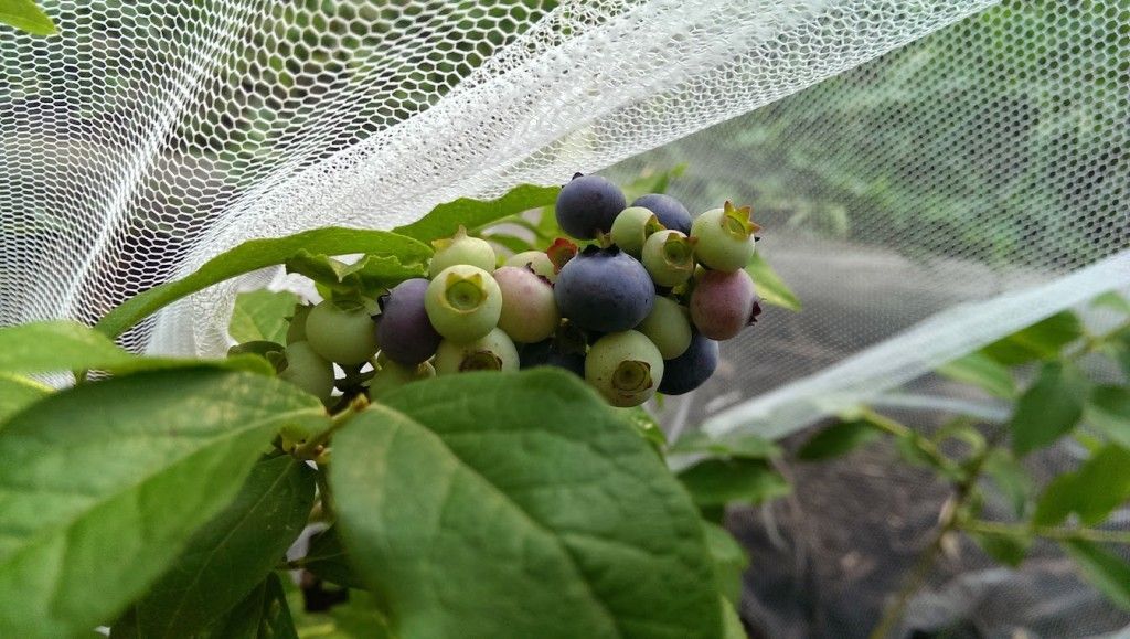 Netted Blueberries