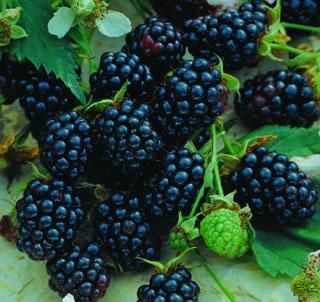 Triple Crown Thornless Blackberries