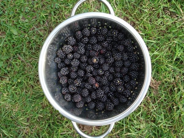 Bowl of fresh-picked blackberries