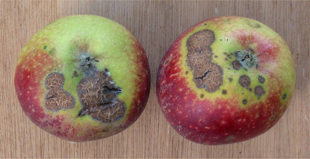 Apple Scab on Apple Fruit
