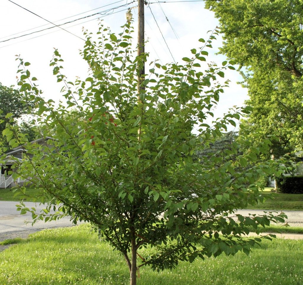 Plum Tree Needs Summer Pruning