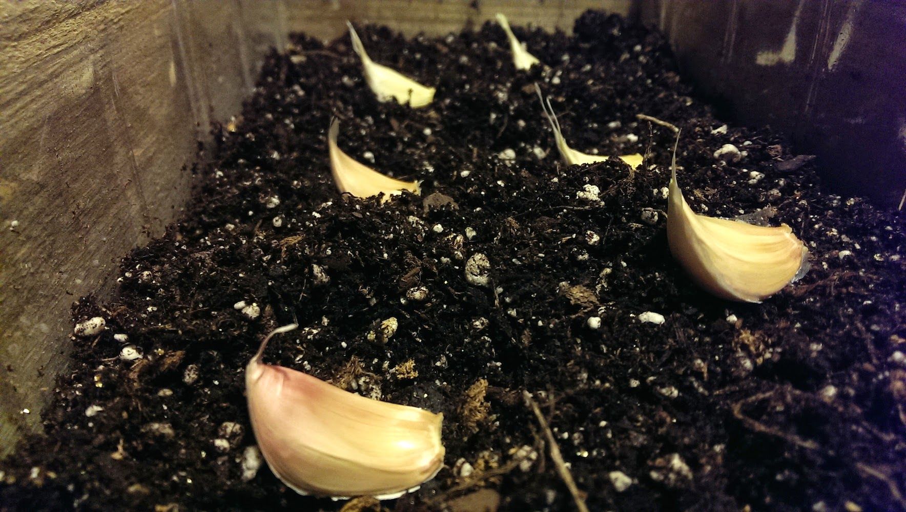 Garlic Cloves Pre-Planting