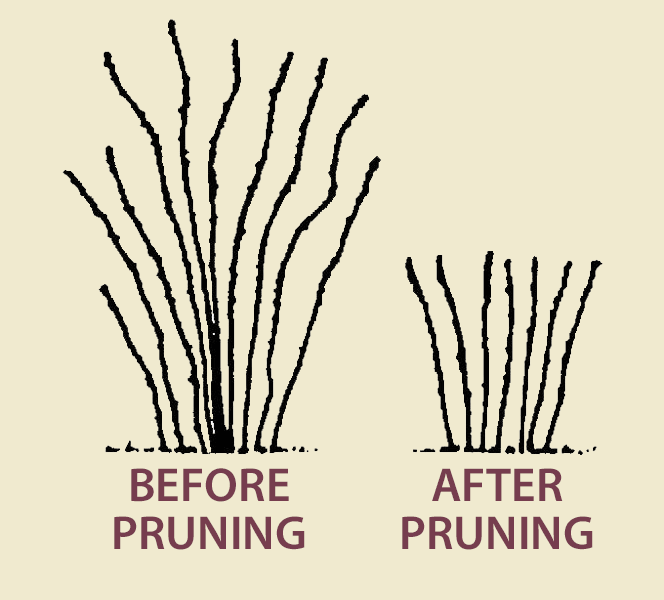 Pruning Raspberry Canes