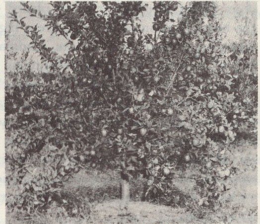 Vintage photo of apple tree