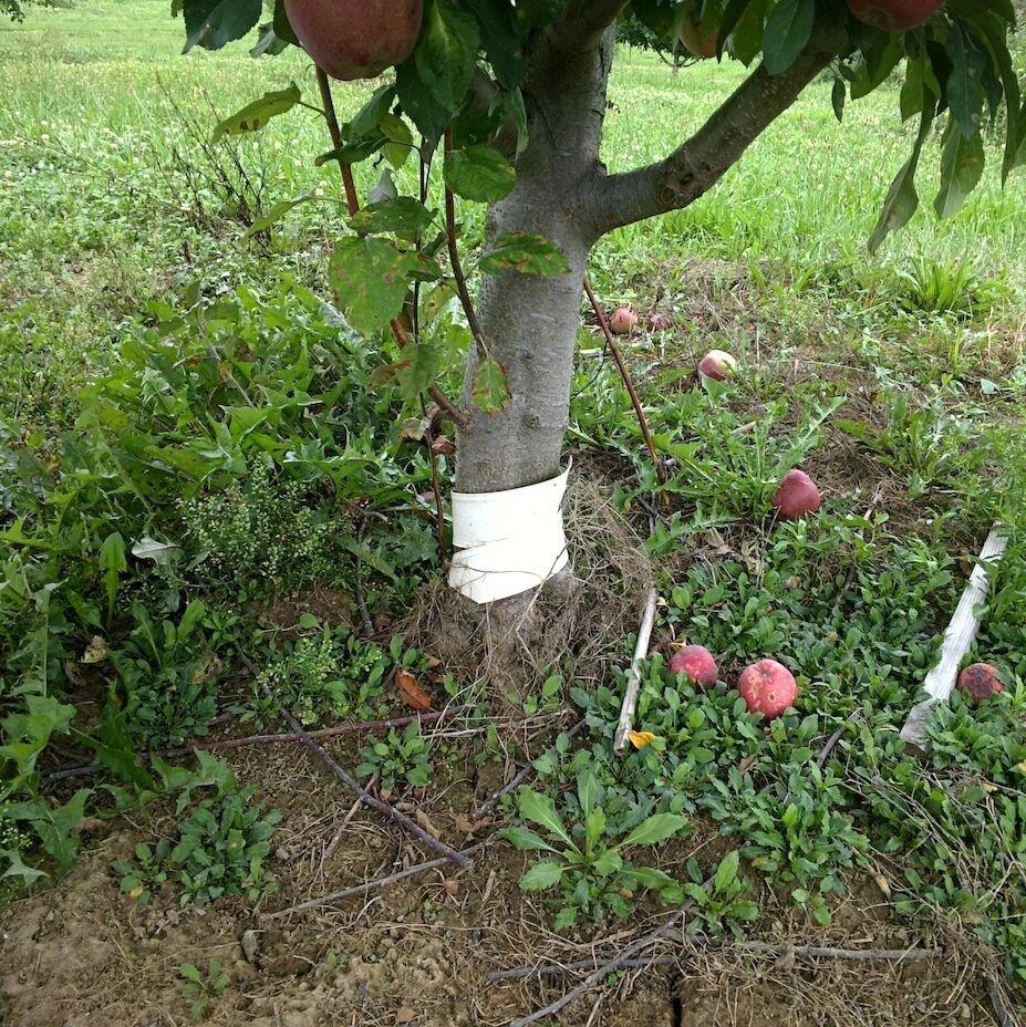 Apple Tree with Suckers & Water Sprouts