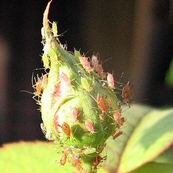 Aphids on Rose Bud