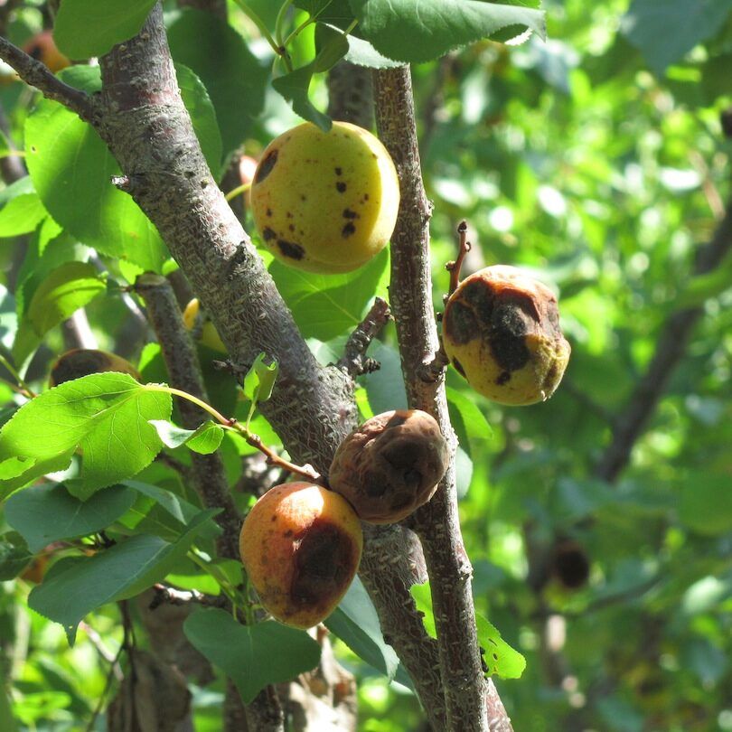 Apricot Brown Rot