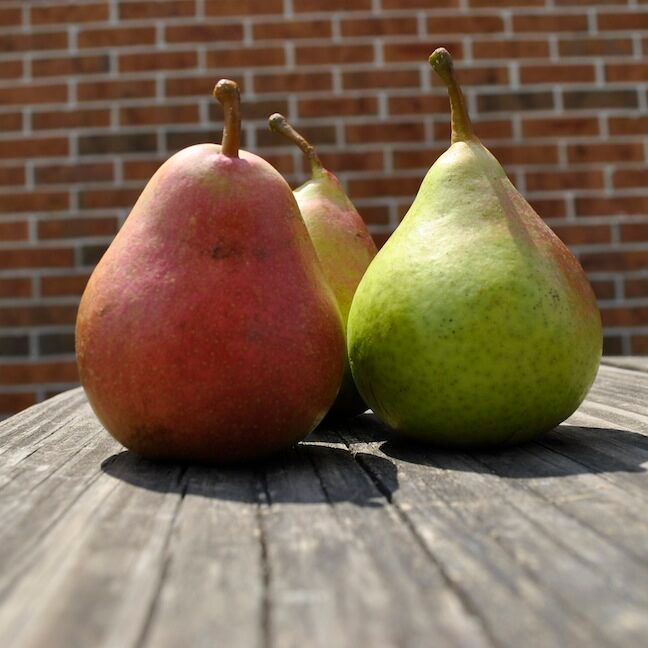 Mature Pears Harvested