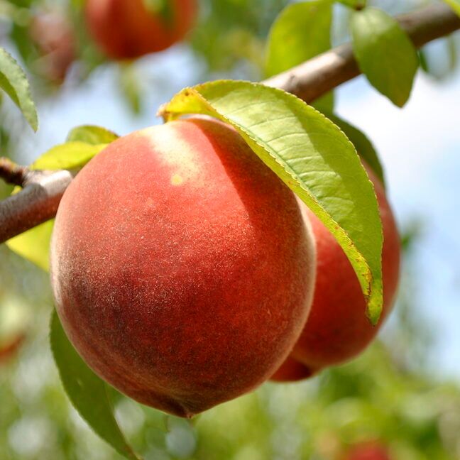 Ripe Peach on Tree