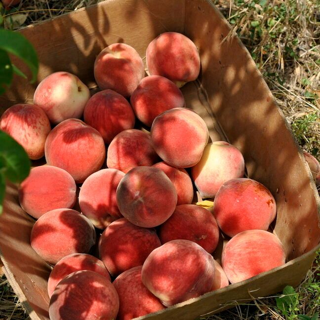 Ripe Peach Harvest