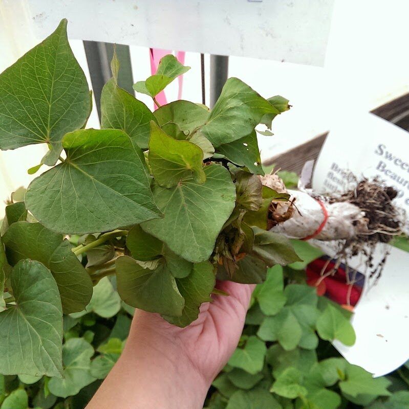 Sweet Potato Plant Bundle