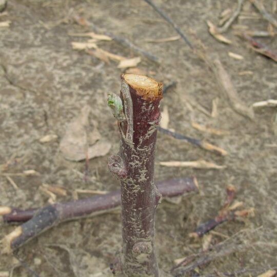 Year 1 - Apple Budded to Rootstock