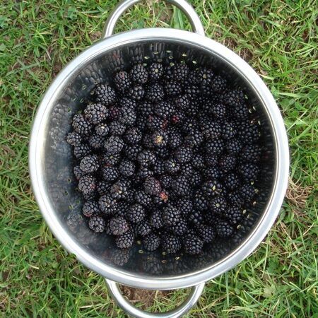 Bowl of fresh-picked blackberries