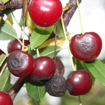 Bitter Rot on Cherry Fruit