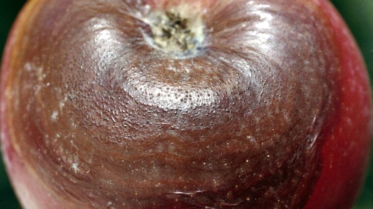 Black Rot on Apple Fruit
